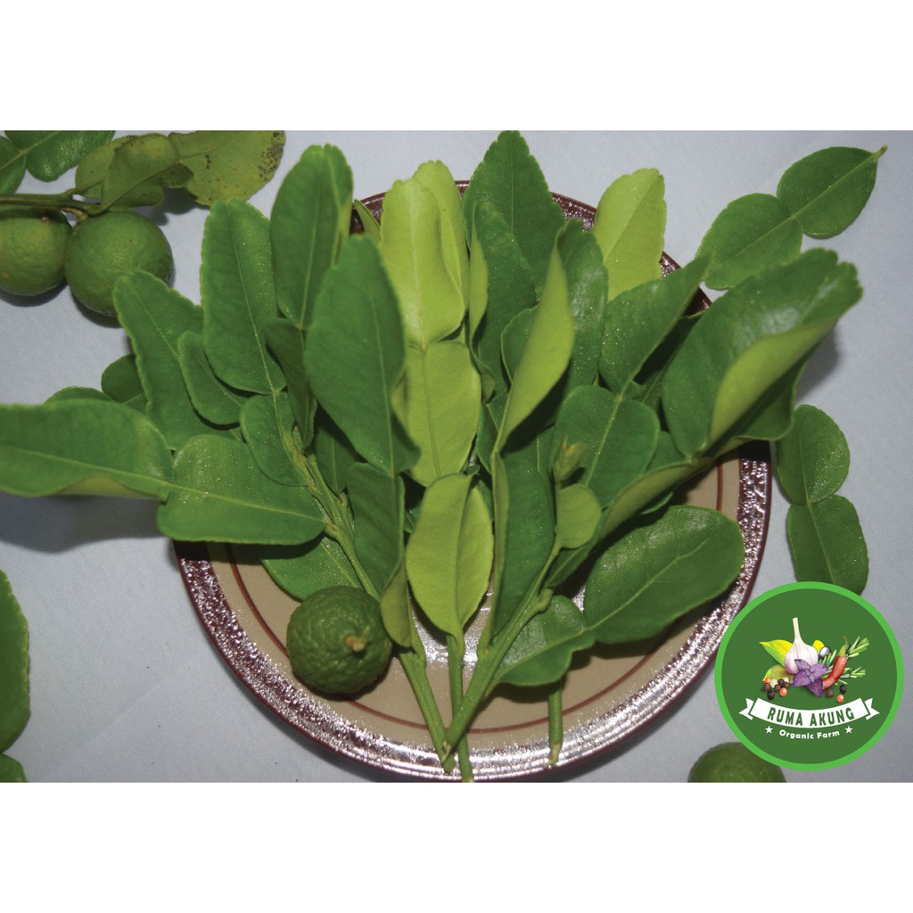 DAUN JERUK PURUT PREMIUM SEGAR | 100GRAM | Petik pohon