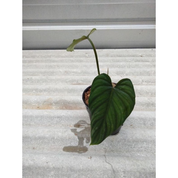 tanaman hias - tanaman philodendron plowmanii dark form - philodendron plowmanii black face