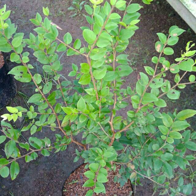 Bibit Buah Anggur Brazil Siap Tanam // Bahan Bonsai Tanaman Buah Anggur Brazil Jaboticaba