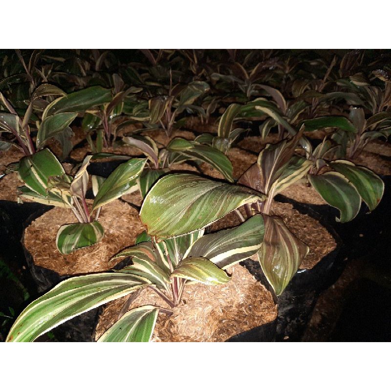 TANAMAN HIAS/BUNGA HIAS/Hanjuang putih-andong putih/HANJUANG VARIGATA