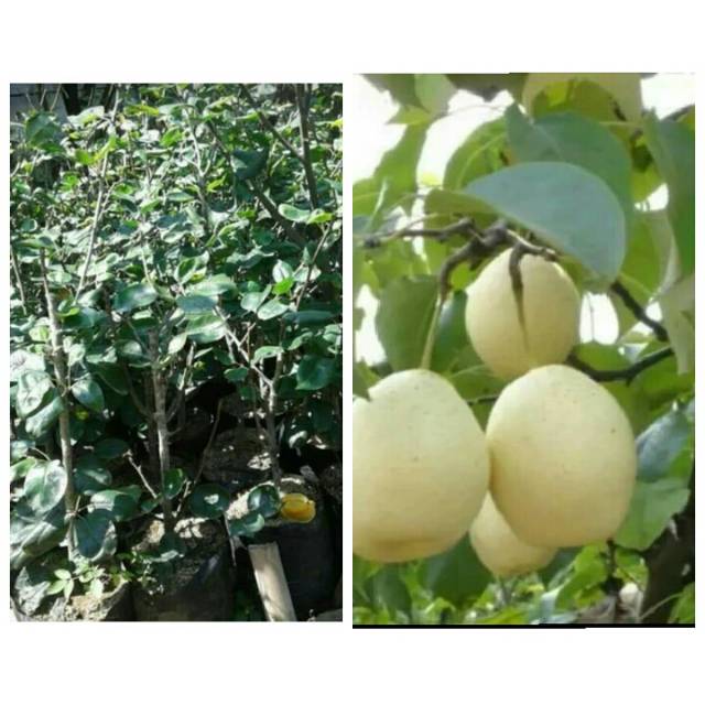 Bibit tanaman buah pir madu
