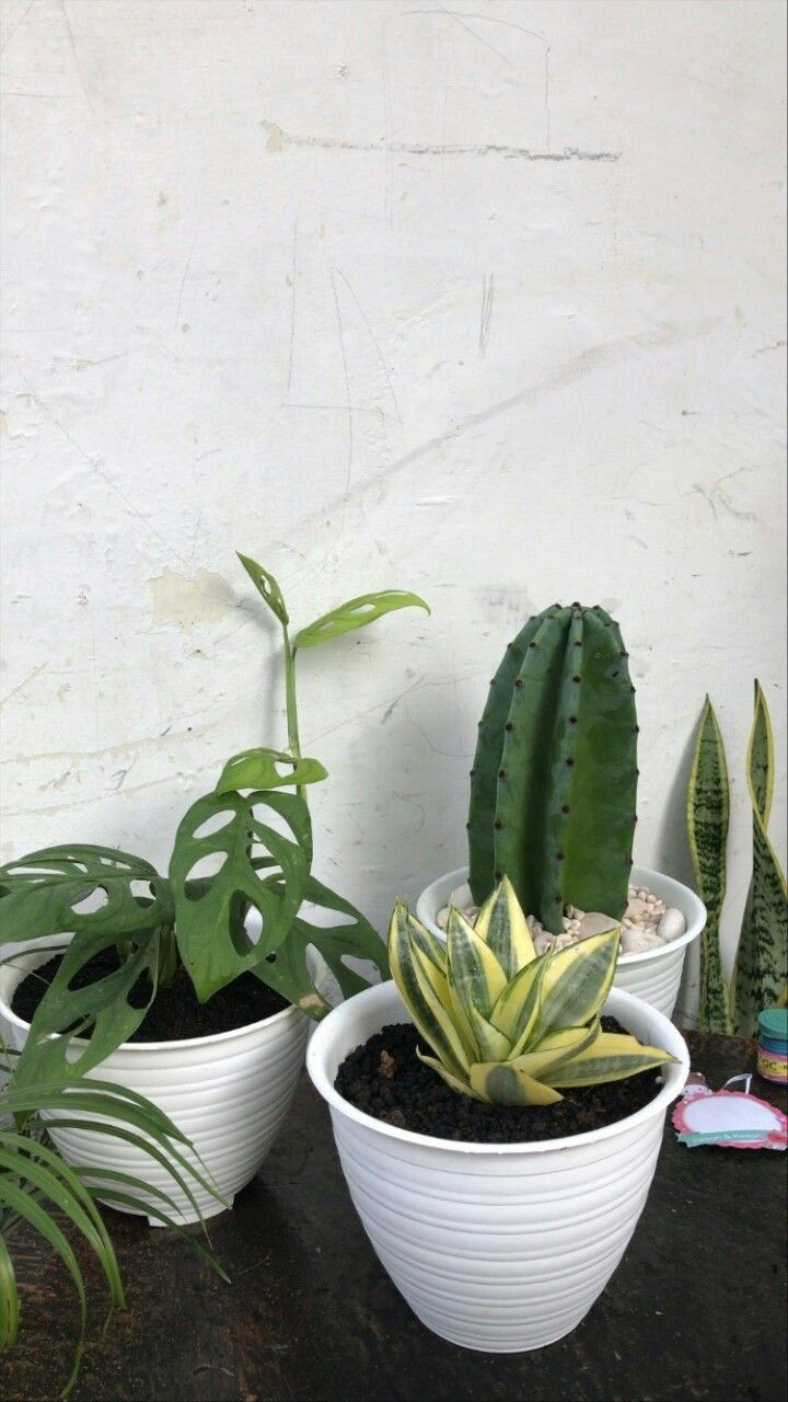 Dupa Buhur Kerucut Asap Kebawah (isi 50)