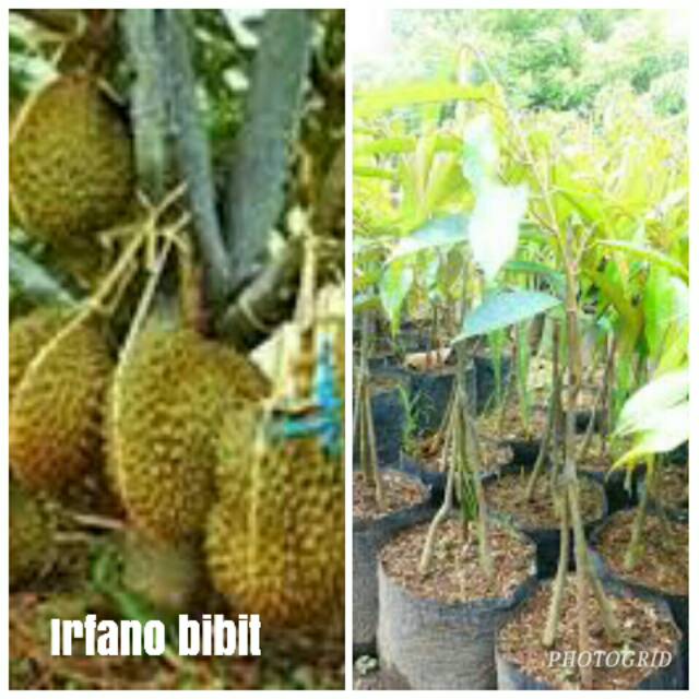 BIBIT DURIAN MUSANGKING KAKI 3