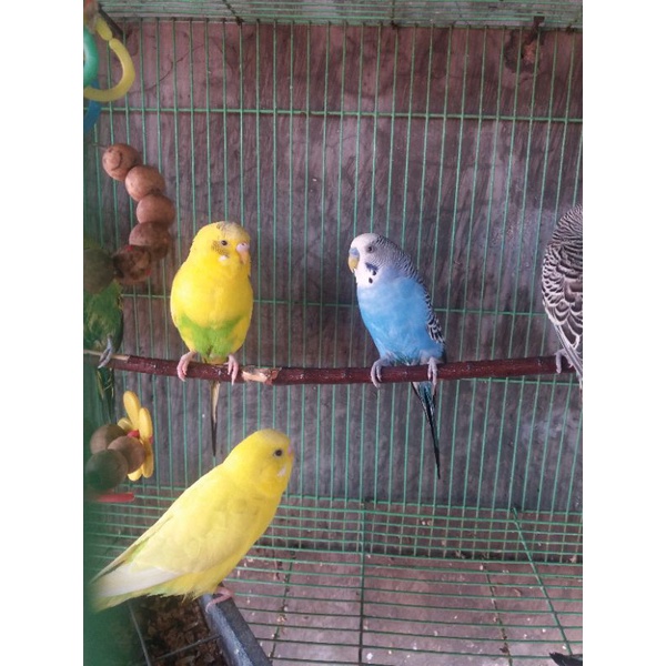 Burung Parkit Jantan Dewasa