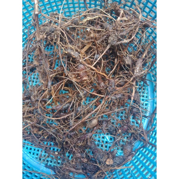 umbi teki segar/suket teki