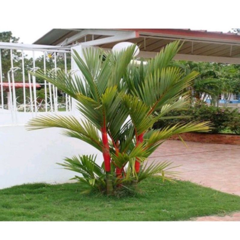 bisa COD tanaman hias palem merah palem botol