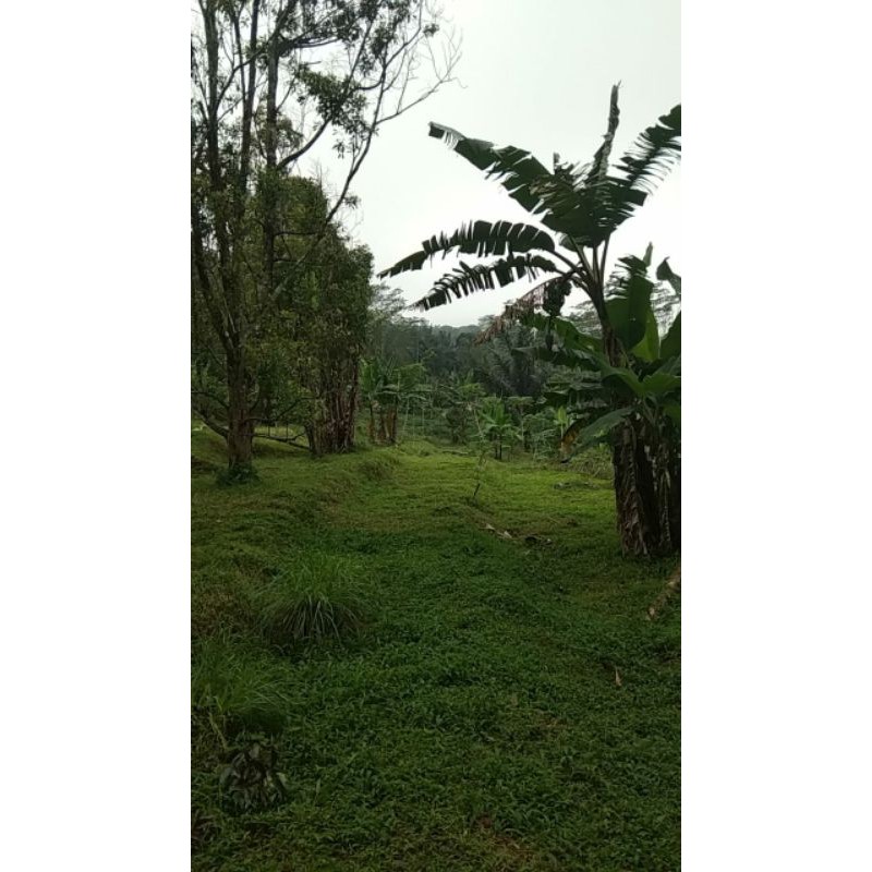 

Kopi Lampung Robusta 1kg