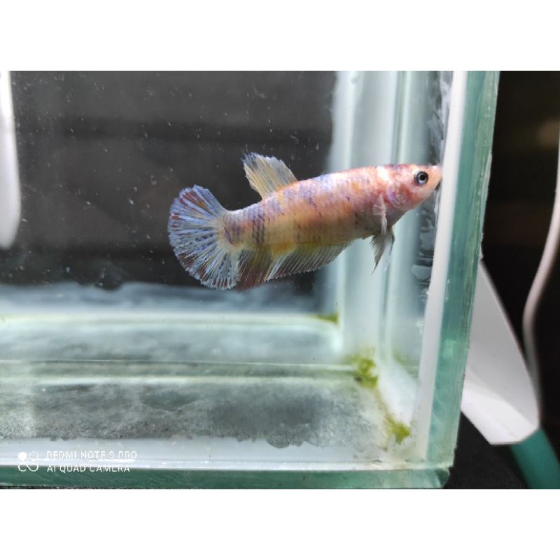 ikan cupang female giant nemo candy