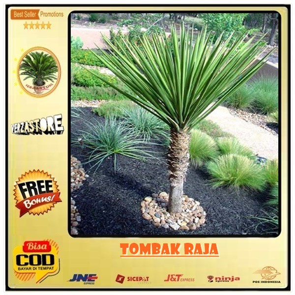 Jual biji benih tanaman tombak raja /2 butir | Shopee Indonesia