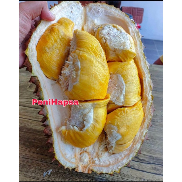 Bibit Durian Duri Hitam Kaki 3 Super Okulasi