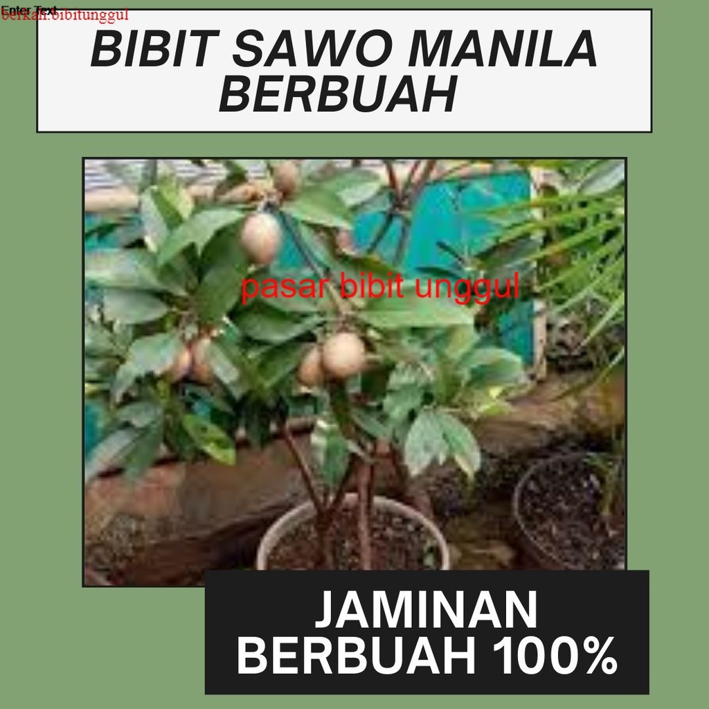 Bibit Sawo Manila Sudah Berbuah-Bibit Buah Sawo Manila Berbuah-Bibit Pohon Sawo Manila Berbuah Bisa 
