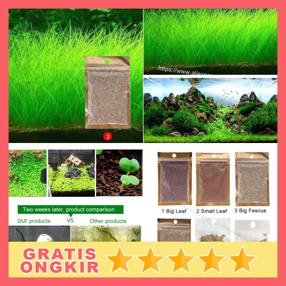 Bibit Rumput Air Dekorasi Aquarium Landscape Ornament Big Fescue H0027 Grab Medan