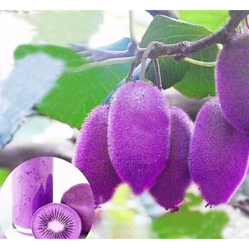 Benih Kiwi Ungu  Bibit Kiwi - Biji Buah Kiwi Ungu