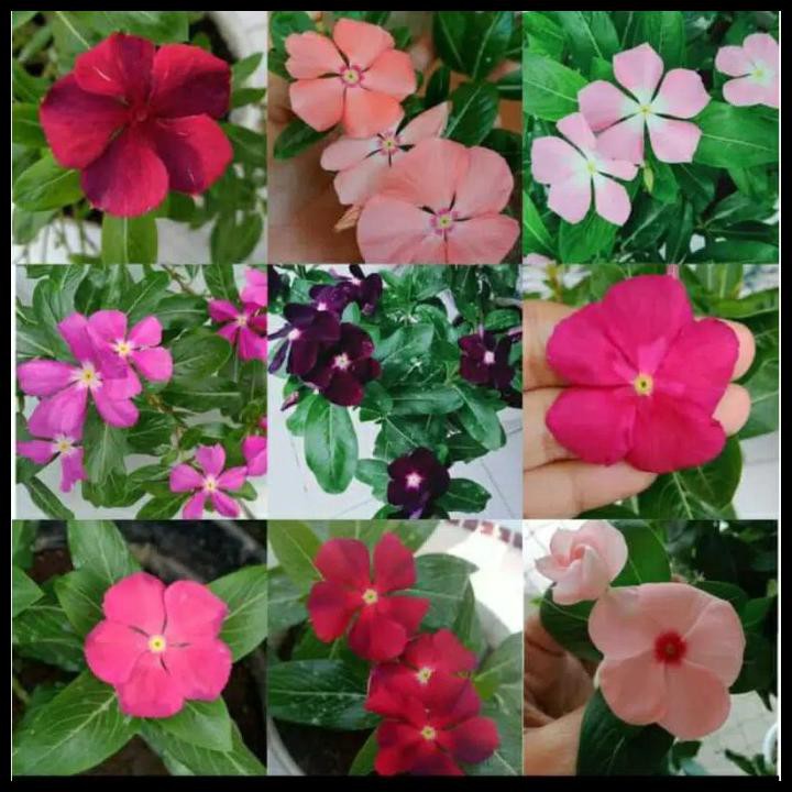 Jual Bunga Vinca Paket 9 Tanaman Hias Hidup Shopee Indonesia