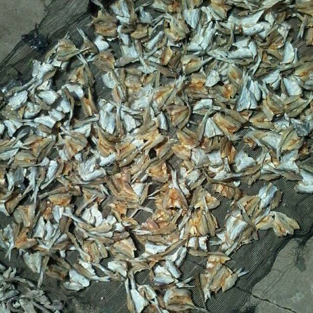

Ikan tipis ( bilis )