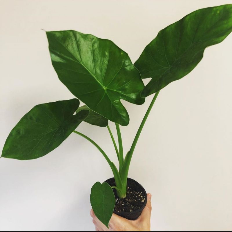 tanaman hias Alocasia macrorrhiza - sente hijau - Alocasia macrorrhiza - tanaman sente hijau - sente