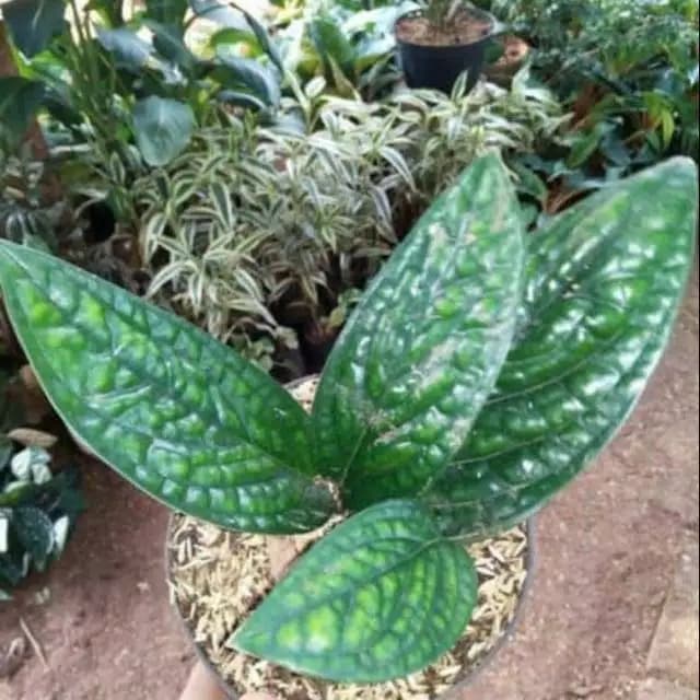 MURAH Tanaman hias gantung sirih badak pohon rambat sirih badak