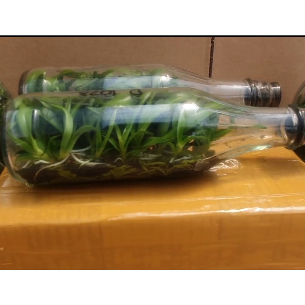 Bibit Botolan Anggrek Dendrobium Keriting Silangan Hybrid