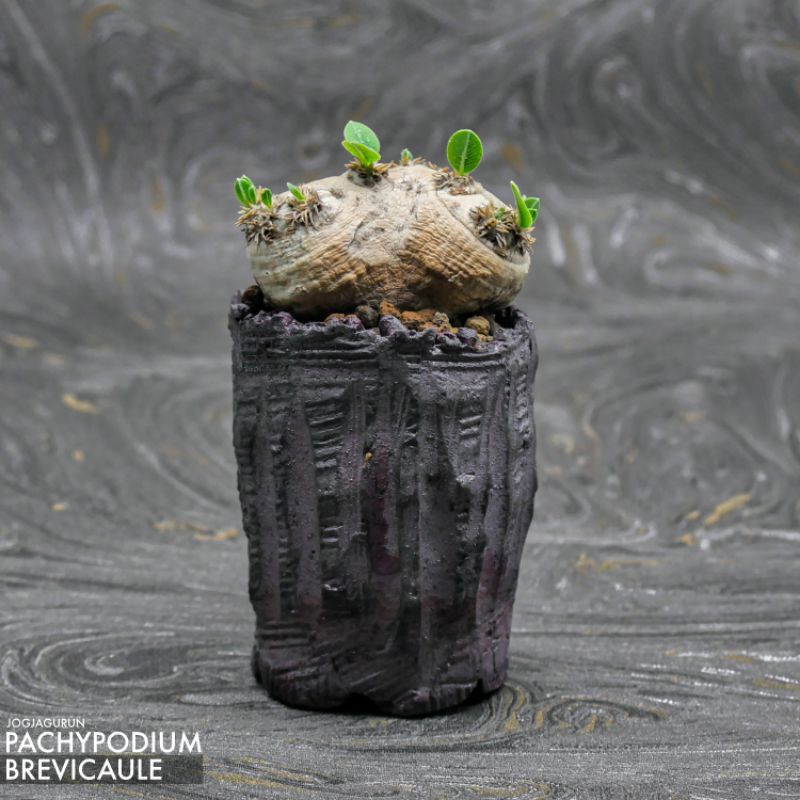 Pachypodium Brevicaule Wild Specimen (Dari Alam)