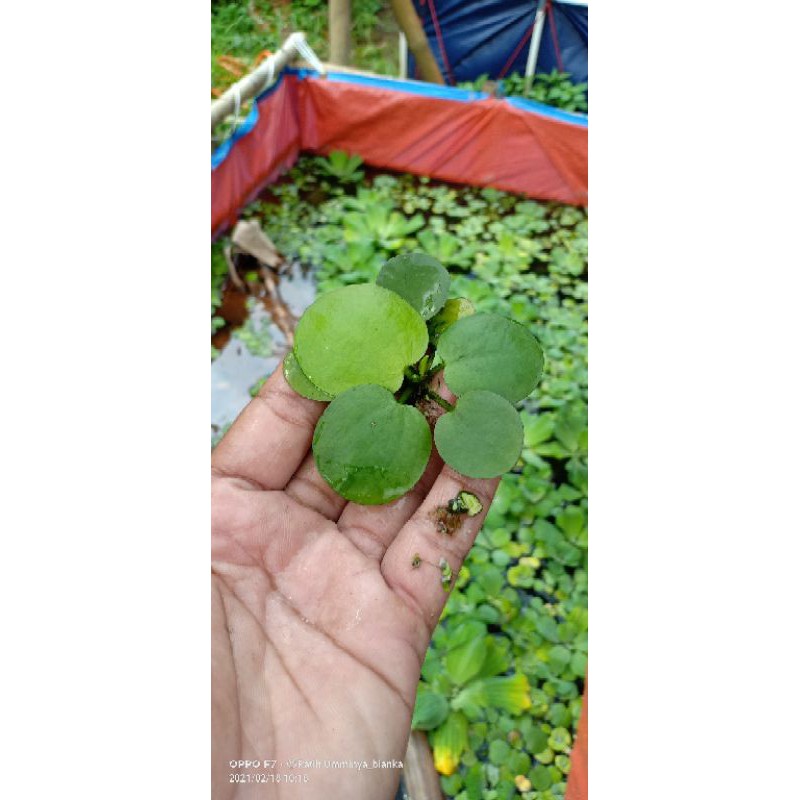

Frogbit Amazon HARGA DIATAS UNTUK ORDER 20 PCS