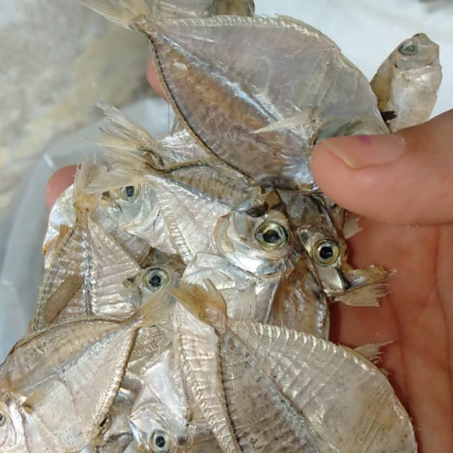 

Ikan Maco Bulat