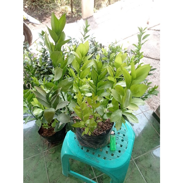 Bibit tanaman ruskus super