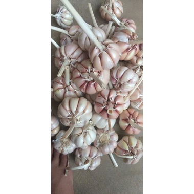 

bawang putih super