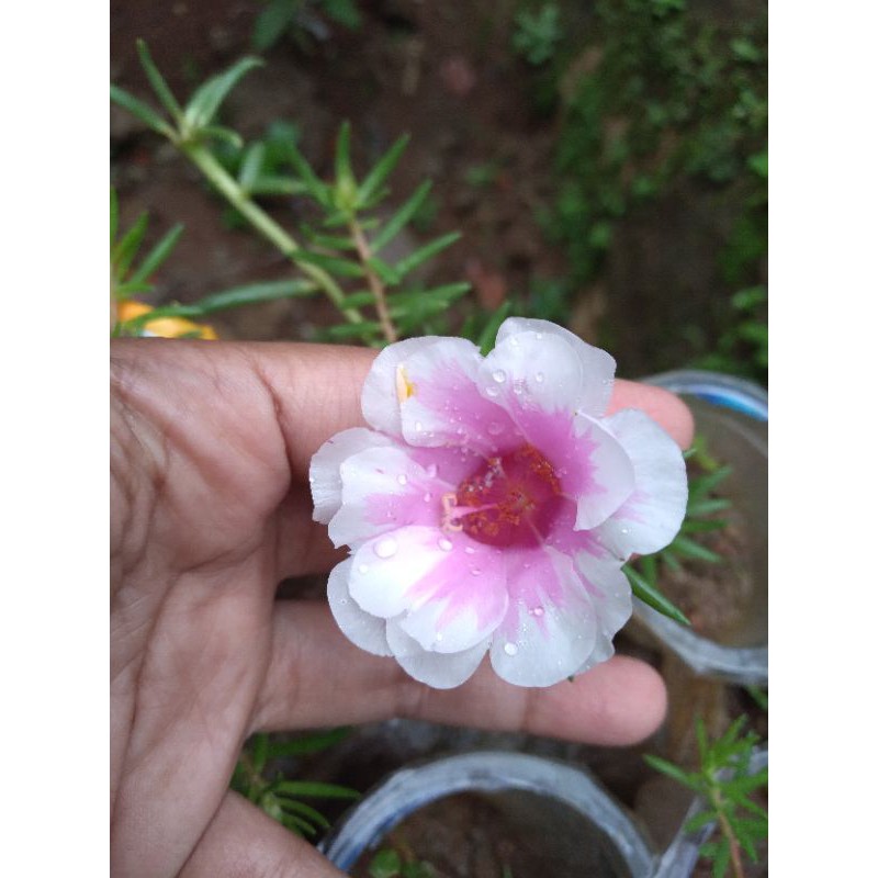 BUNGA KROKOT JUMBO 2WARNA GIANT IMPORT