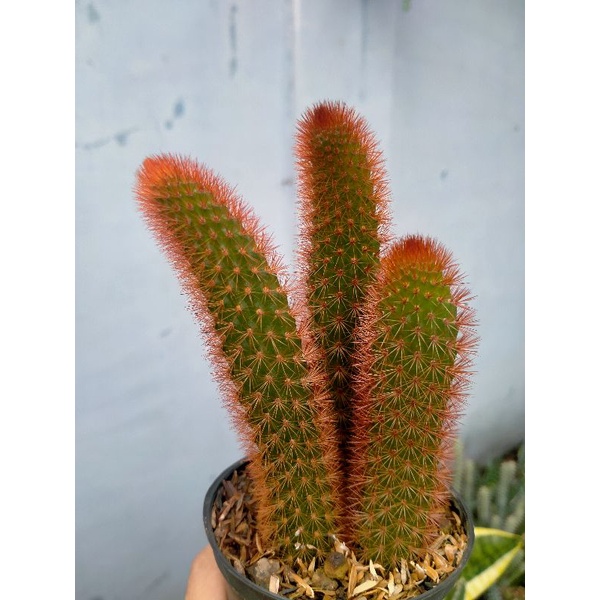 Kaktus Ekor Tupai / Kaktus bajing