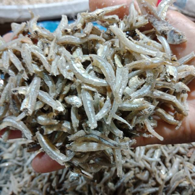 

IKAN TERI JENGKI ATAU IKAN TERI BUNTIAU