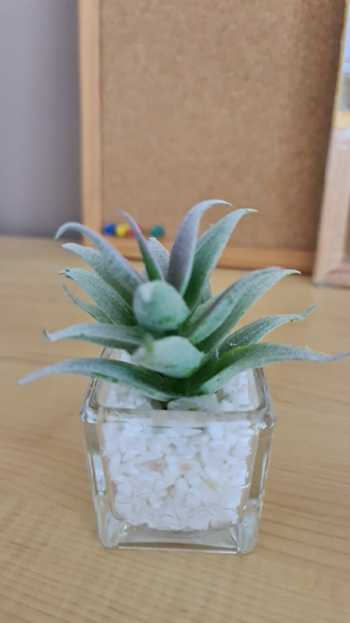 Homes bunga hias bonsai succulent  baru lidah buaya Pot 