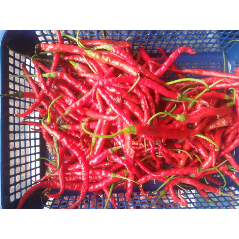 

cabai keriting 250gram