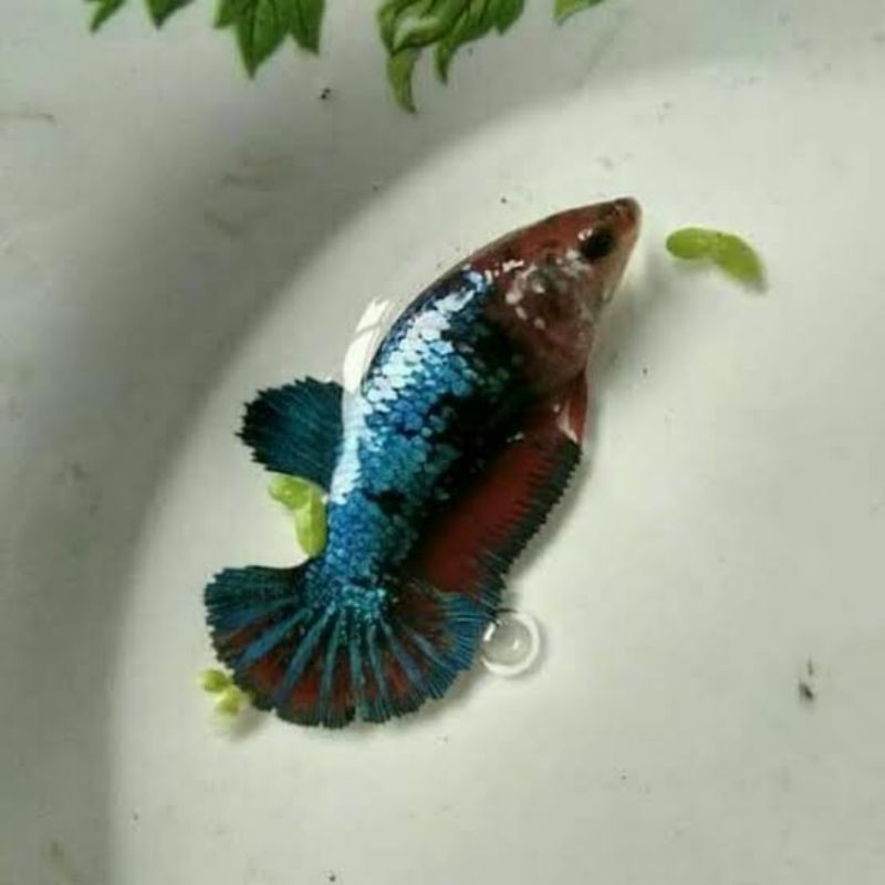Ikan Cupang Pk Besgel Line Avatar Gordon Vampir Shopee Indonesia