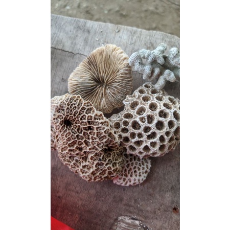 batu karang hias akuarium