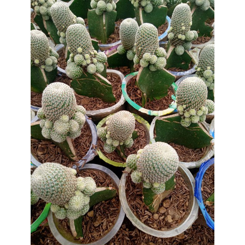 Kaktus rebutia cluster tanaman hias+ freepot