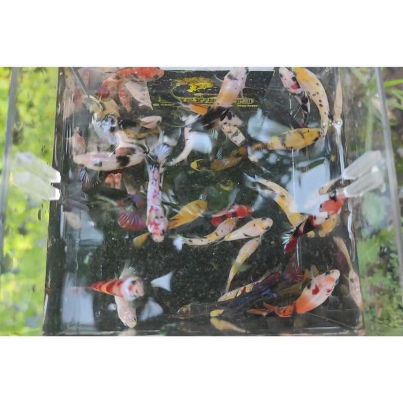 CUPANG BAHAN GIANT NEMO MULTY & YELLOW BASE