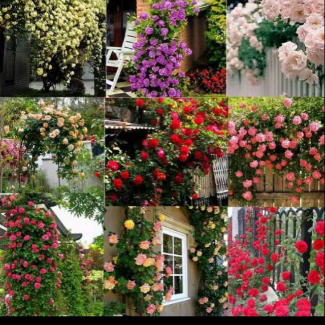 Biji, benih bunga mawar rambat Thailand campur 9 warna