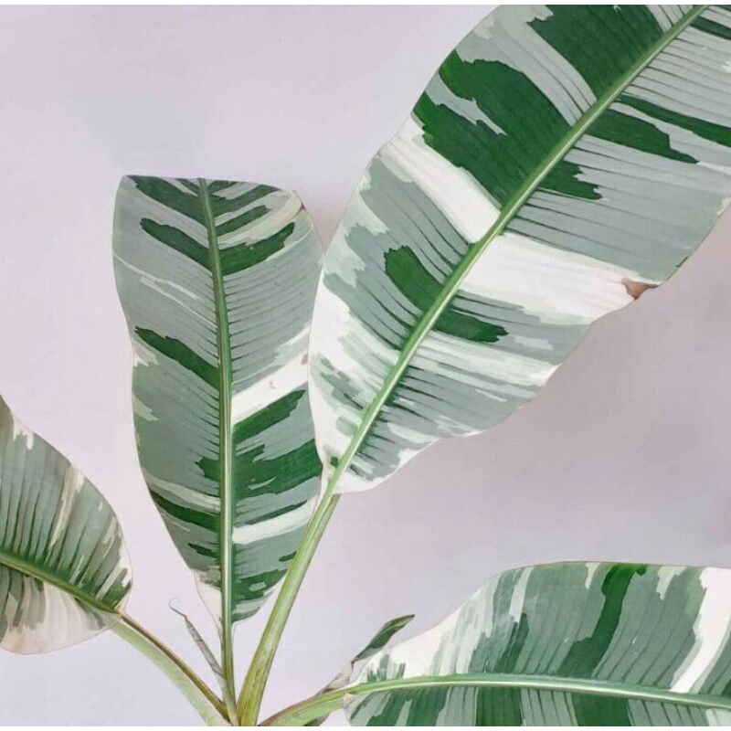 bonggol pohon pisang varigata original