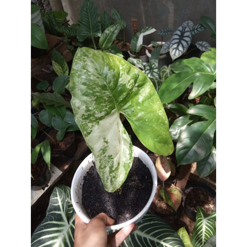alocasia puber varigata #rareitem #alocasiavarigata #sente #varigata #alocasia