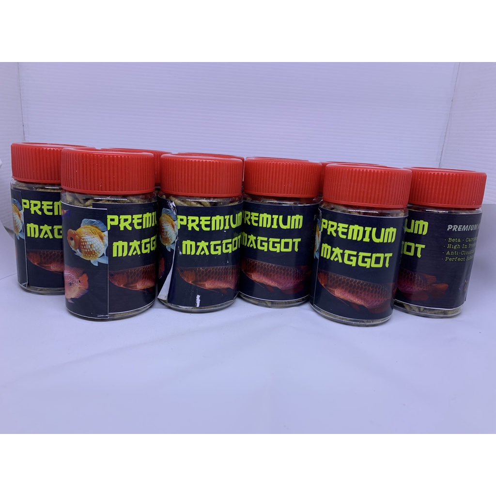 maggot premium magot bsf kualitas premium maggot ulat kering