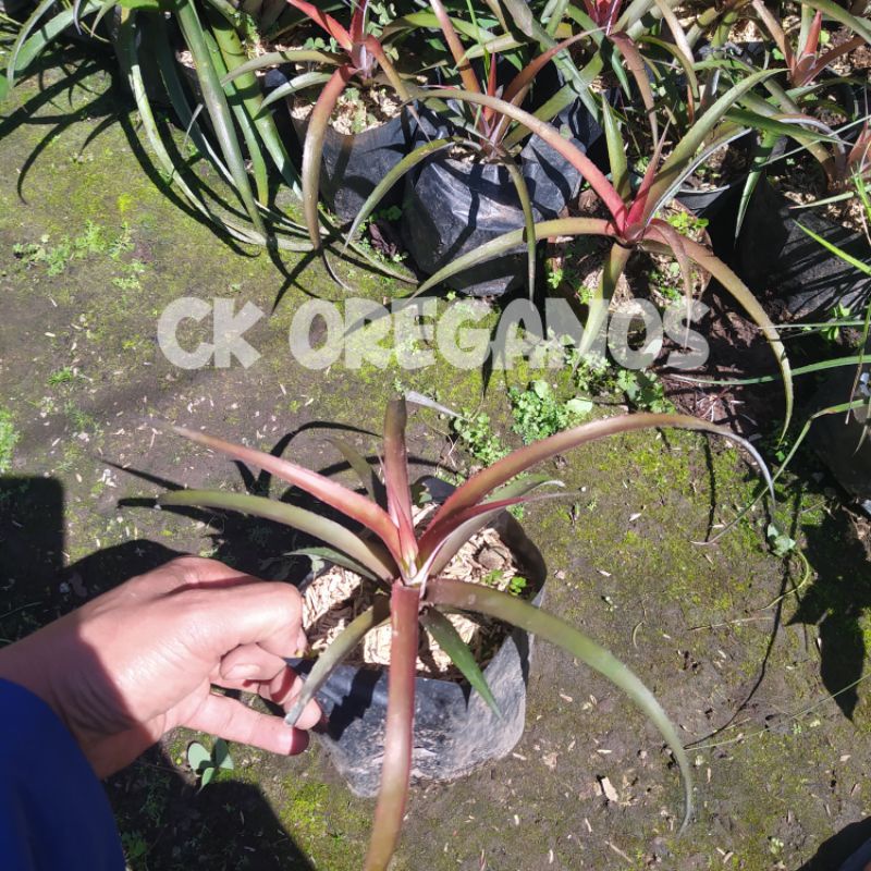 Tanaman hias nanas merah