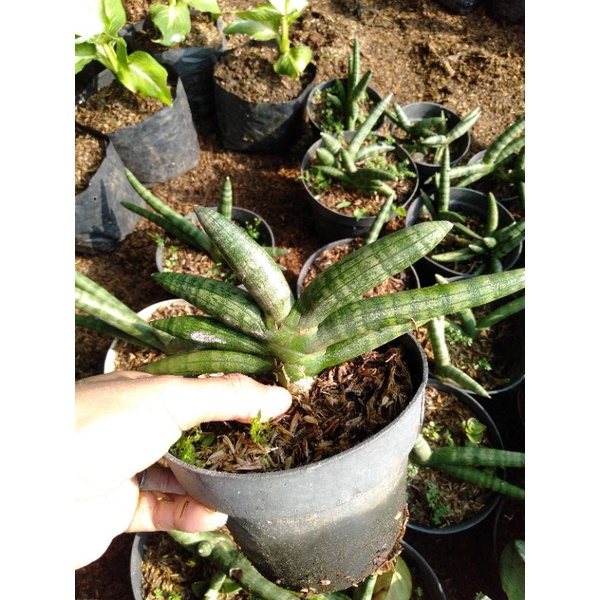 Tanaman hias Sansevieria Cylindrica-SANSIVERA TOMBAK RAJA MINI tanaman hias realpick