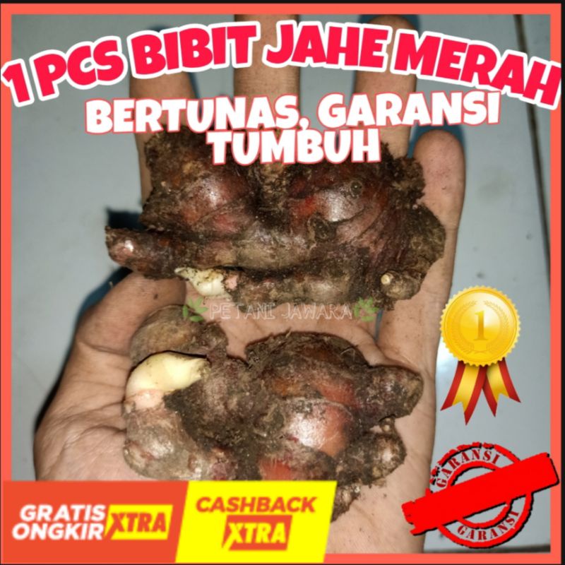 1 PCS BIBIT JAHE MERAH BERTUNAS -  (gratis ongkir)