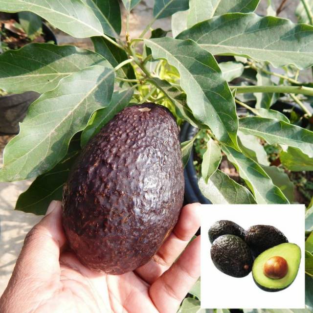 Bibit Alpukat Hass Australia