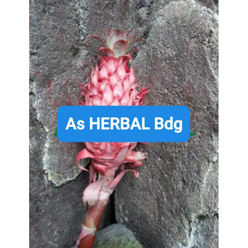 

Nanas merah 1 kg petik langsung fresh