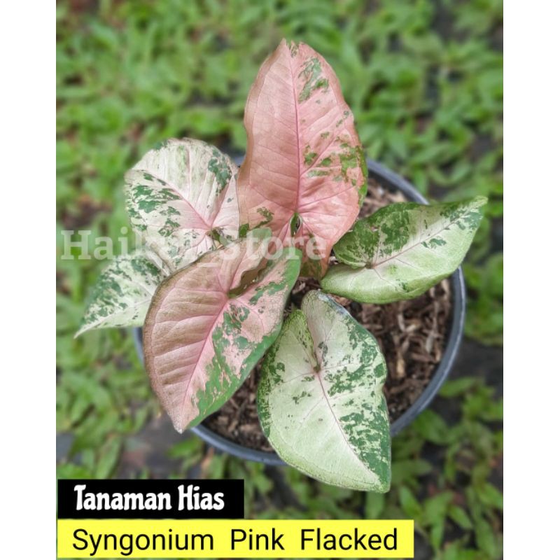 Tanaman Hias Syngonium Pink Flacked - SYNGONIUM PINK FLACKED