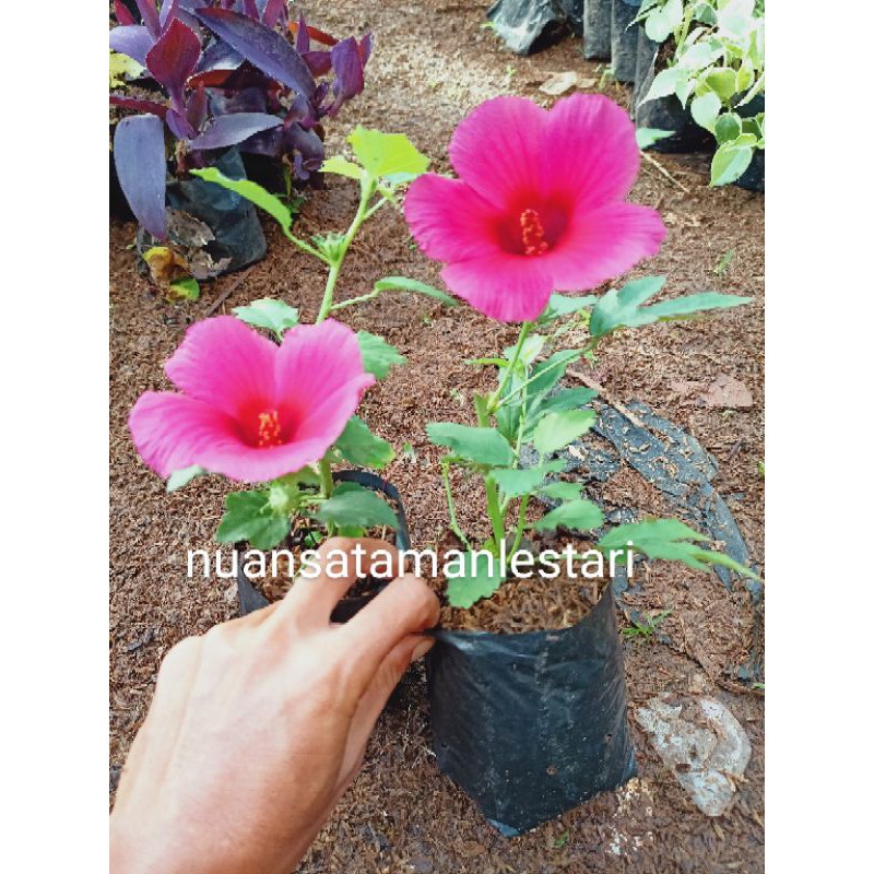 Tanaman Hias Rosella Bunga Merah / pohon bunga rosella