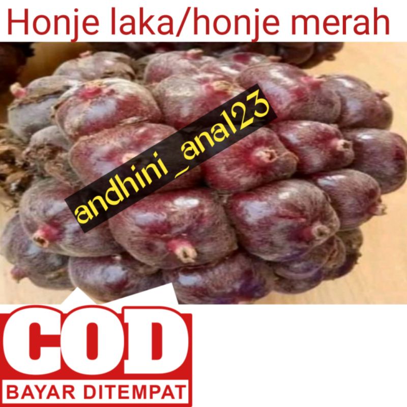 

BUAH HONJE LAKA//HONJE LAKA UNTUK PENGOBATAN TRADISIONAL//HONJE LAKA MURAH//HONJE LAKA UNTUK BUMBU MASAK//andhini_ana123
