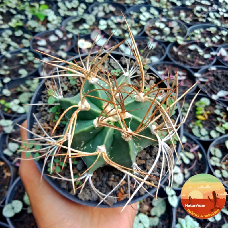 KAKTUS SKULEN astrophytum capricorn