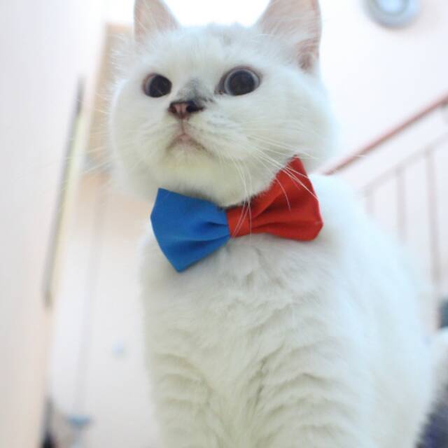 Half bowtie / dasi kucing / dasi lucu / dasi imut / baju kucing